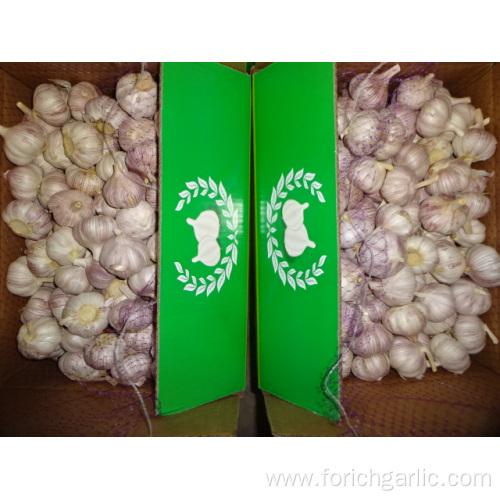 Best Quality Fresh Normal White Garlic